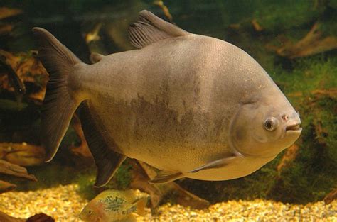 Pacu Fish Breed Information and Pictures - PetGuide | PetGuide