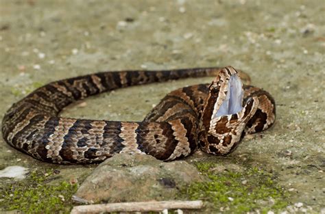 Cottonmouth Snakes - Facts, Venom & Habitat Information