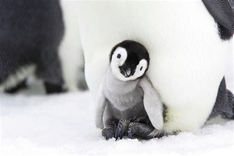 Emperor Penguin Chick In Brood Pouch, Antarctic Photograph by Sylvain ...