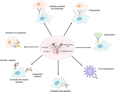 An outlook on bispecific antibodies: Methods of production and ...