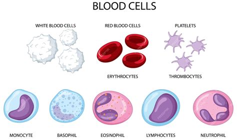 Human White Blood Cells Under Microscope