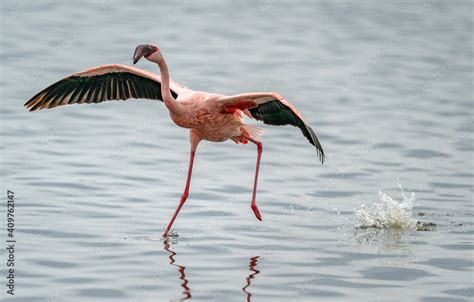 Flamingo flying Stock Photo | Adobe Stock