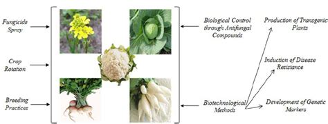 Different practices for control of fungal disease | Download Scientific ...