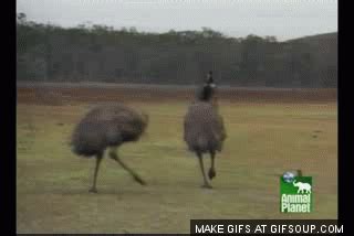 Animals animales emu GIF - Encontrar en GIFER