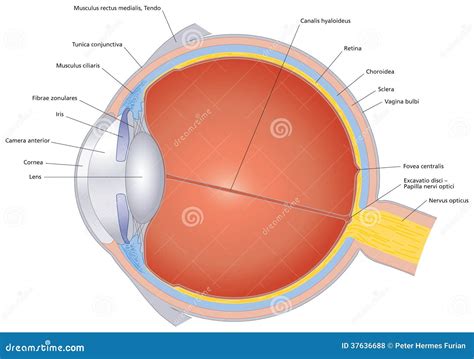 Structures Of The Human Eye Labeled Royalty Free Stock Photos - Image ...