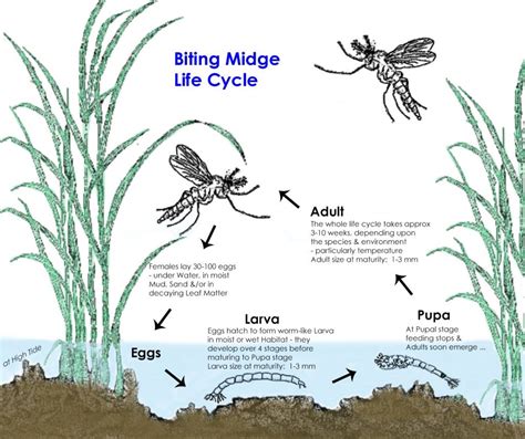 Biting Midges (also known as Sand Flies) » POI Australia