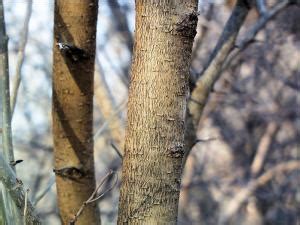 red mulberry tree identification - Candie Paradis