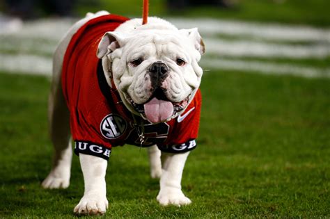 Georgia Bulldogs mascot Uga is top dog in the country