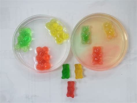 Fun and Easy Gummy Bear Science Experiement for Kids | Science Project ...