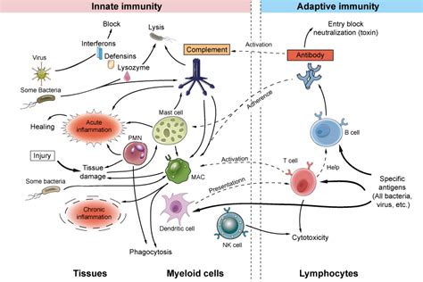 Innate and Adaptive Immunity - Creative Diagnostics