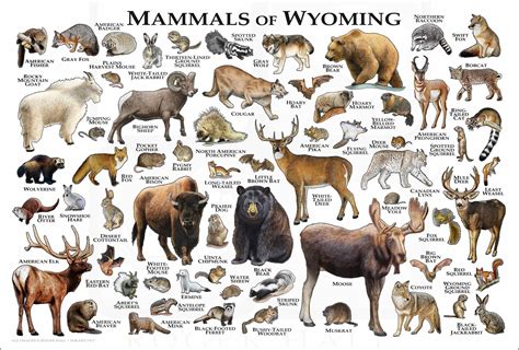 Mammals of Wyoming Poster Print / Wyoming Mammals Field Guide - Etsy