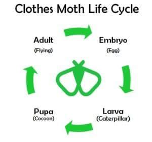 This is the Life Cycle of a Clothes Moth - Natural Pest Solutions #1 ...