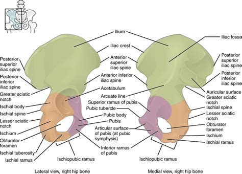 Arcuate line - Definition and Pictures - Bodterms