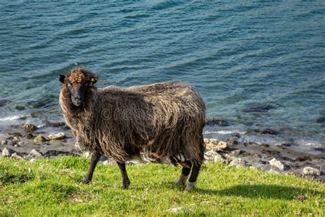 Wildlife in the Faroe Islands. Sheep on Vagar Island. Faroe Islands ...