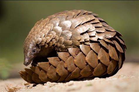 Sarawak Plans To Make Pangolins 'Totally Protected' Species | RojakDaily