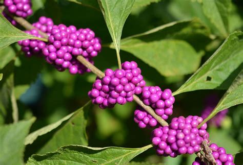 American Beautyberry — Native Nurseries | Native nurseries, Berries, Edible