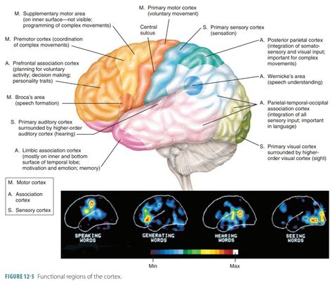 Main Parts Of The Brain And Functions