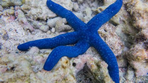 Some Starfish Have Up to 40 Arms! Plus 10 Other Starfish Facts ...