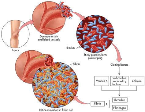 The clotting process (coagulation). | Nursing study, Biology notes, Biology