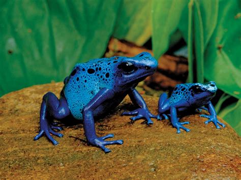 Download Blue Poison Dart Frog Animal Poison Dart Frog HD Wallpaper