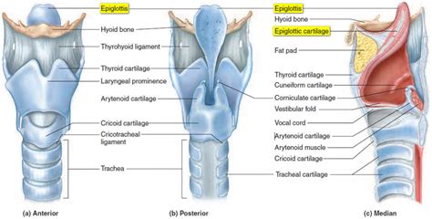 What is Epiglottis - Definition, Function, Problems (Pain, Epiglottitis ...