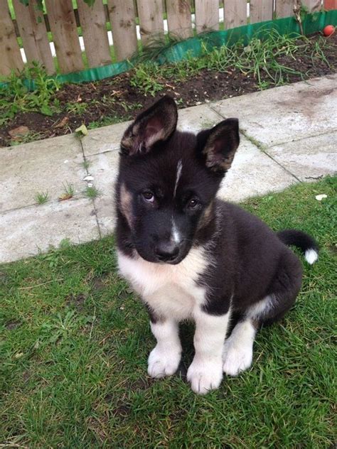 Husky Akita Mix | Akita dog, Dog breeds, Akita puppies