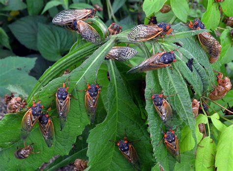 2017's Cicada Swarm Was No Fluke | WOSU Radio