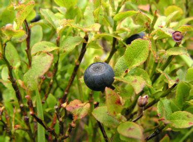 Bilberry: Pictures, Flowers, Leaves & Identification | Vaccinium myrtillus