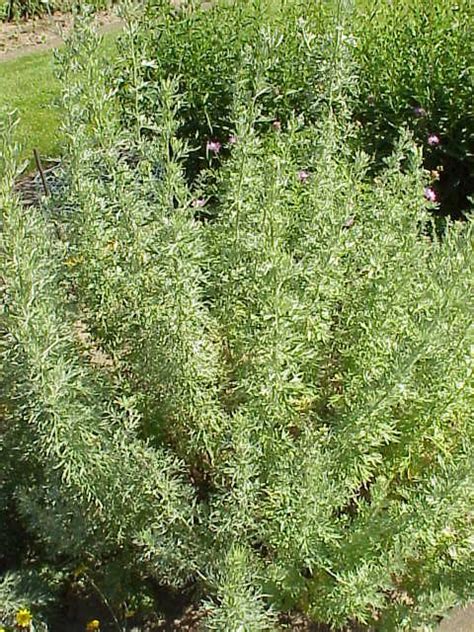 Mugwort Essential Oil - Healing Essence of Light