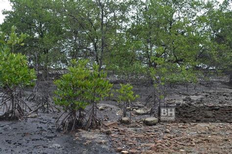 Hutan paya bakau berbeza berbanding 30 tahun lalu | Nasional | Berita ...