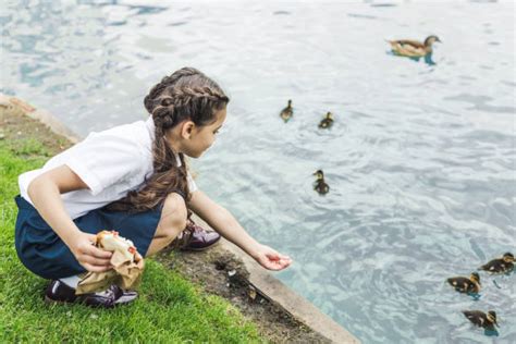 Duck Pond Stock Photos, Pictures & Royalty-Free Images - iStock