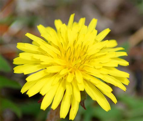 Identifying 9 Common Lawn Weeds