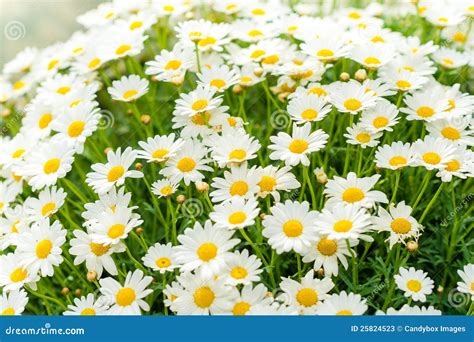 Daisy Flower Garden Shop Retail Store Stock Photos - Image: 25824523