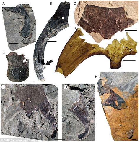 More than 150 fossil fragments (selection pictured) of the new ...