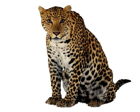 Free 65 Png Transparent Cheetah Print Svg Free SVG PNG EPS DXF File