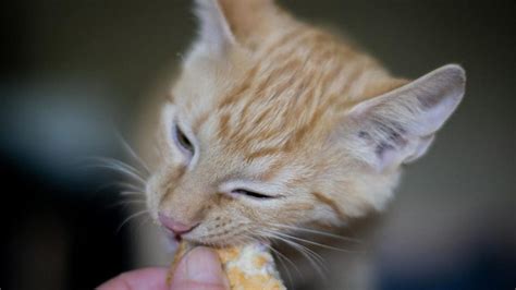 Kitten Treats | Healthy Treats for Your Little Furball