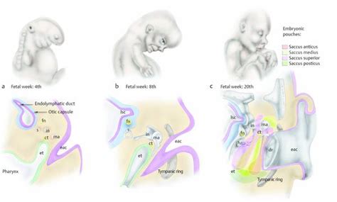 Embryology Of Ear