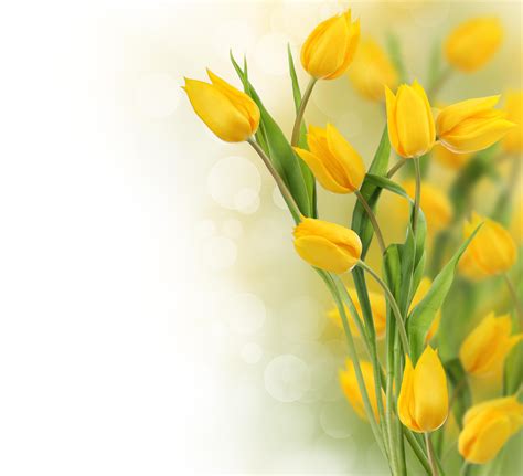 Yellow Tulip HD Wallpapers - Wallpaper Cave