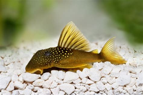 Golden Bristlenose Pleco Tank Size | edu.svet.gob.gt