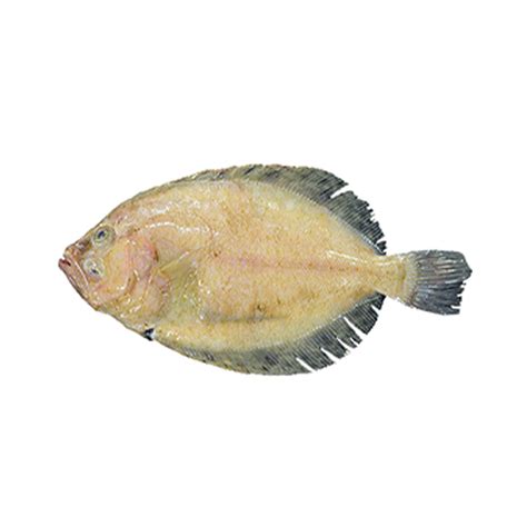 Flatfish Species