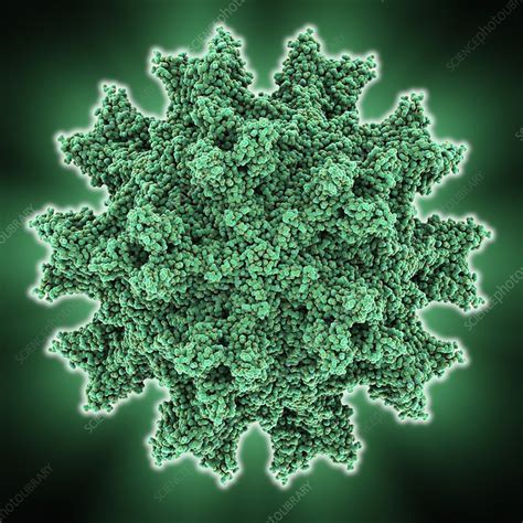 Infectious bursal disease virus capsid - Stock Image - C014/2855 ...