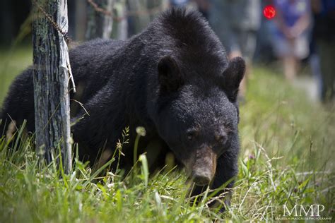 Cades Cove Wildlife – 2011 – Malcolm MacGregor Photography