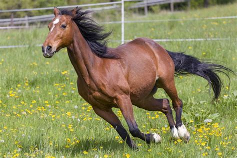 【HORSE CANTER】 HORSE WALK HORSE GALLOP