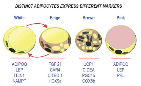 Different Types of Adipocytes | Encyclopedia MDPI