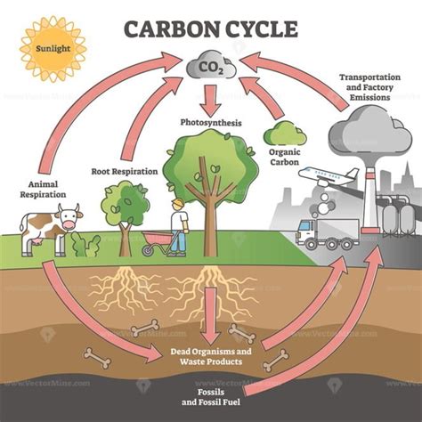 Carbon cycle with CO2 dioxide gas exchange process scheme outline ...