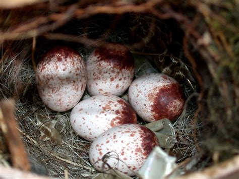 5 Carolina Wren Eggs in Nest #2 Macro - hryothorus ludovicianus - a ...