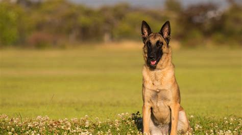 Belgian Malinois Breed Guide - SitStay