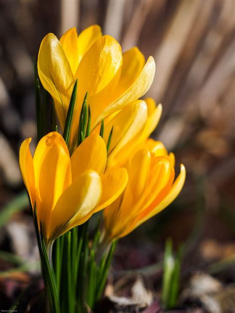 After the snow melted these lovely yellow crocus opened up to the ...