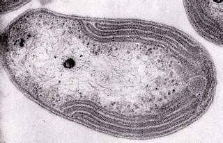 Nitrifying and denitrifying bacteria – Aquaculture | All About the ...