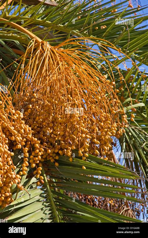 Tree Seeds Identification